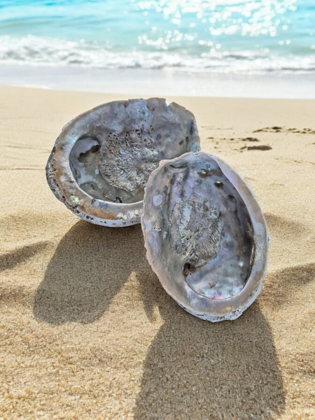 Abalone Shell